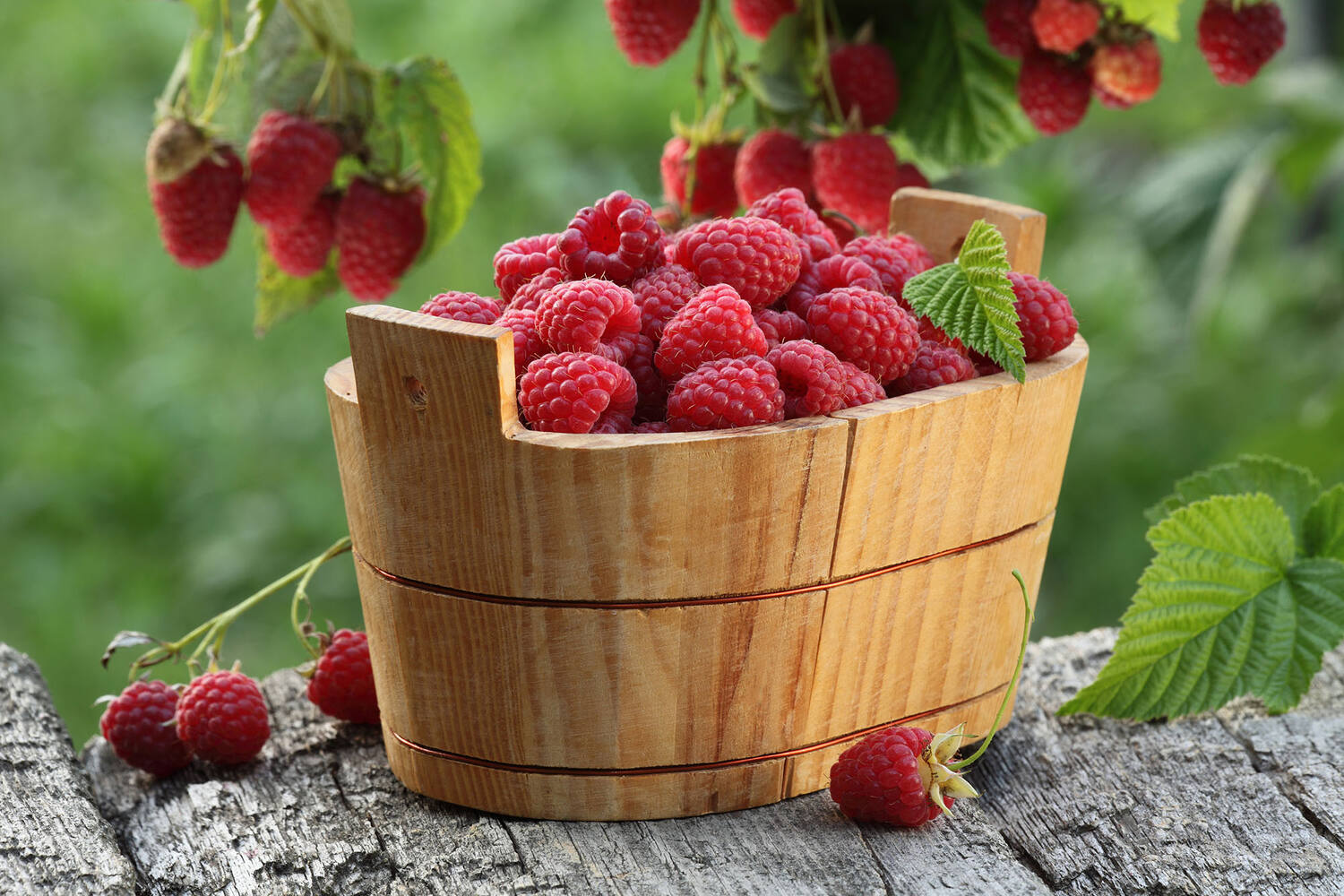 Frambozen beekers berries 125gr kist 12 stuks